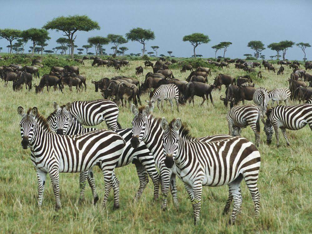Hotel Africa Safari Camp Mloka Zewnętrze zdjęcie
